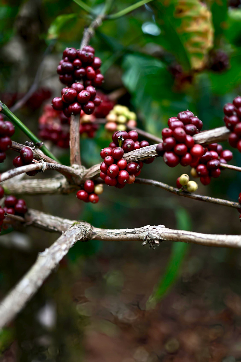 Ripe red coffee cherries on a branch.