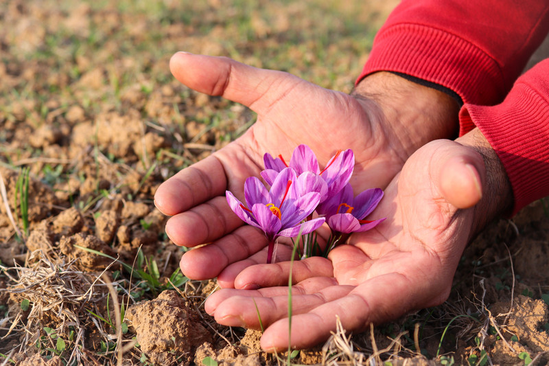 Hands holding fresh saffron crocus flowers on a farm.