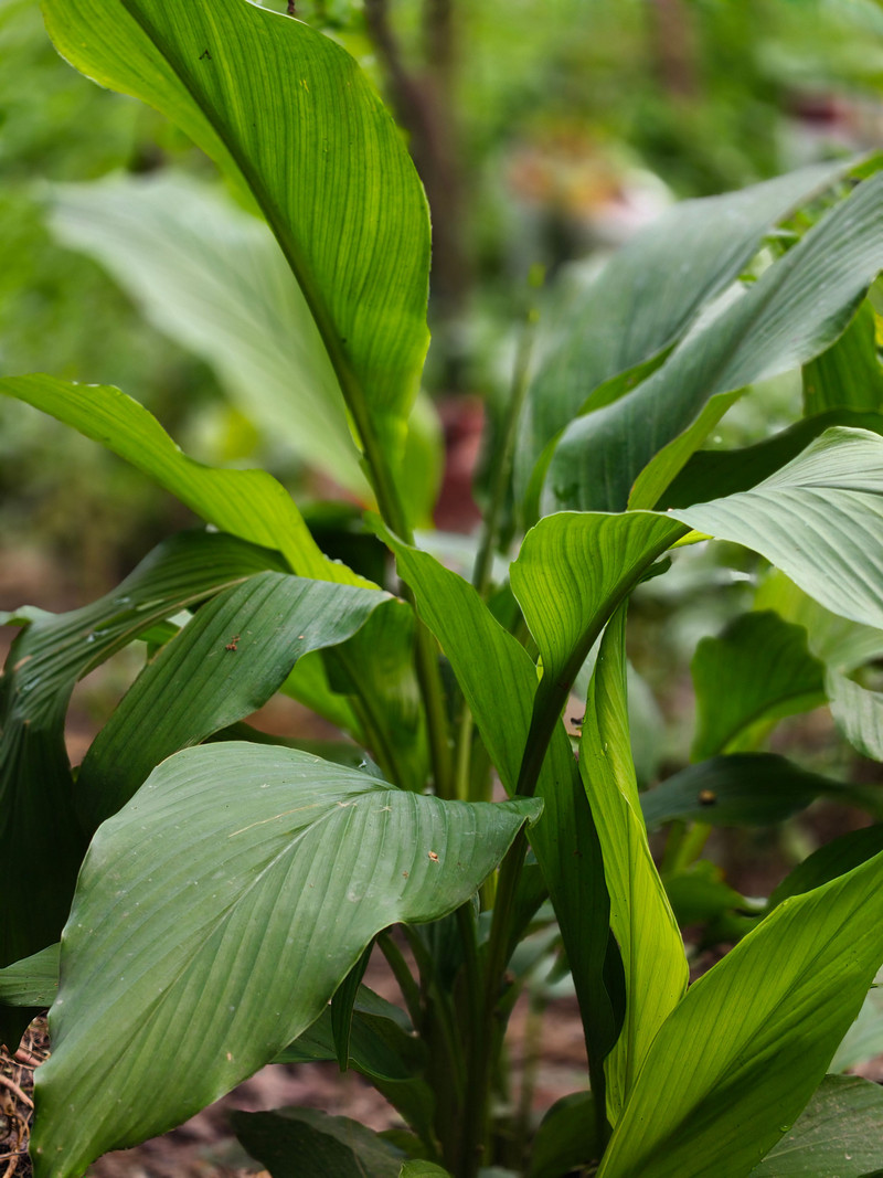 Lakadong Turmeric