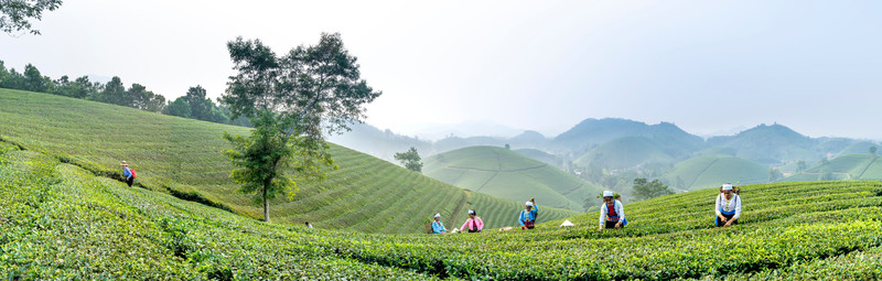 Darjeeling First Flush